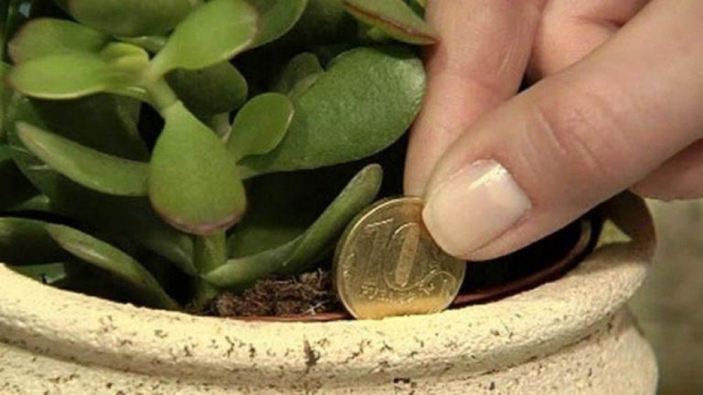 Planta banilor pe care trebuie neapărat s-o ai în casă